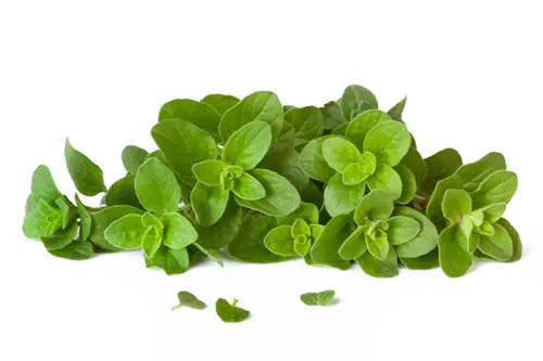cultivar cultivar