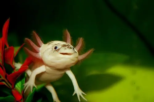 xlotl