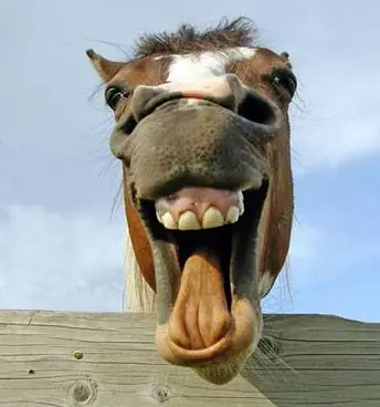 un narco vendía bosta de caballo en lugar de marihuana