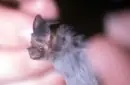 todo todo