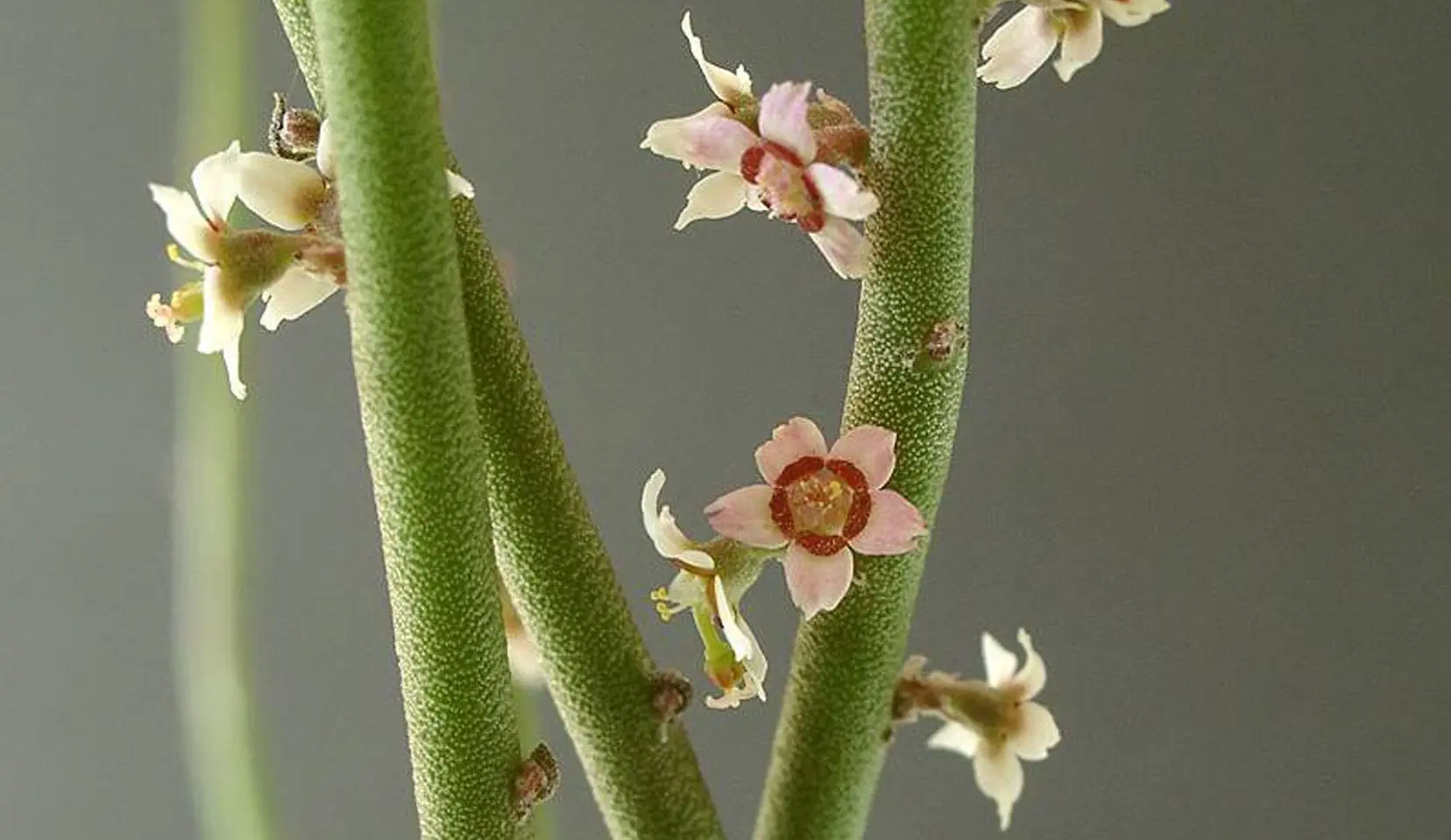 Conocimientos Tradicionales: Candelilla