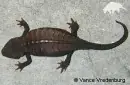 Animales Animales