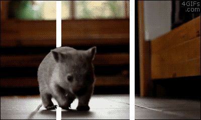 Gif