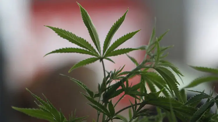 La Marihuana elimina tumores cancerigenos