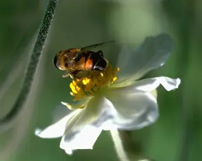 Abejas, que pasaria si desaparecen??
