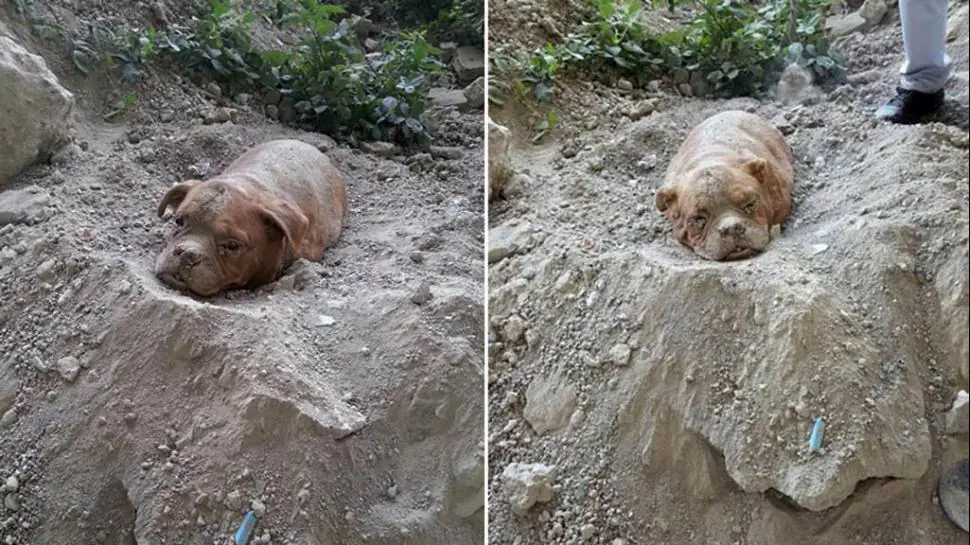 Paseaba a su perra y encontró a otra enterrada viva