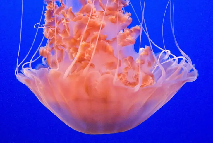 ¿Cuál es el tratamiento contra la picadura de medusa?