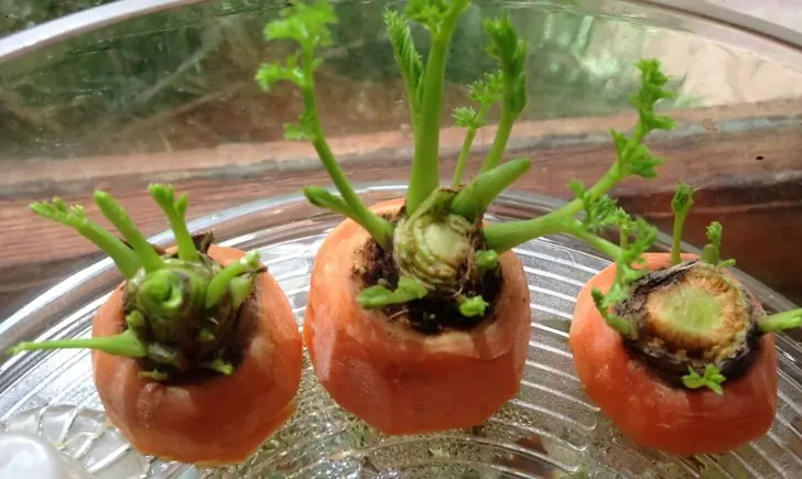 vegetales
