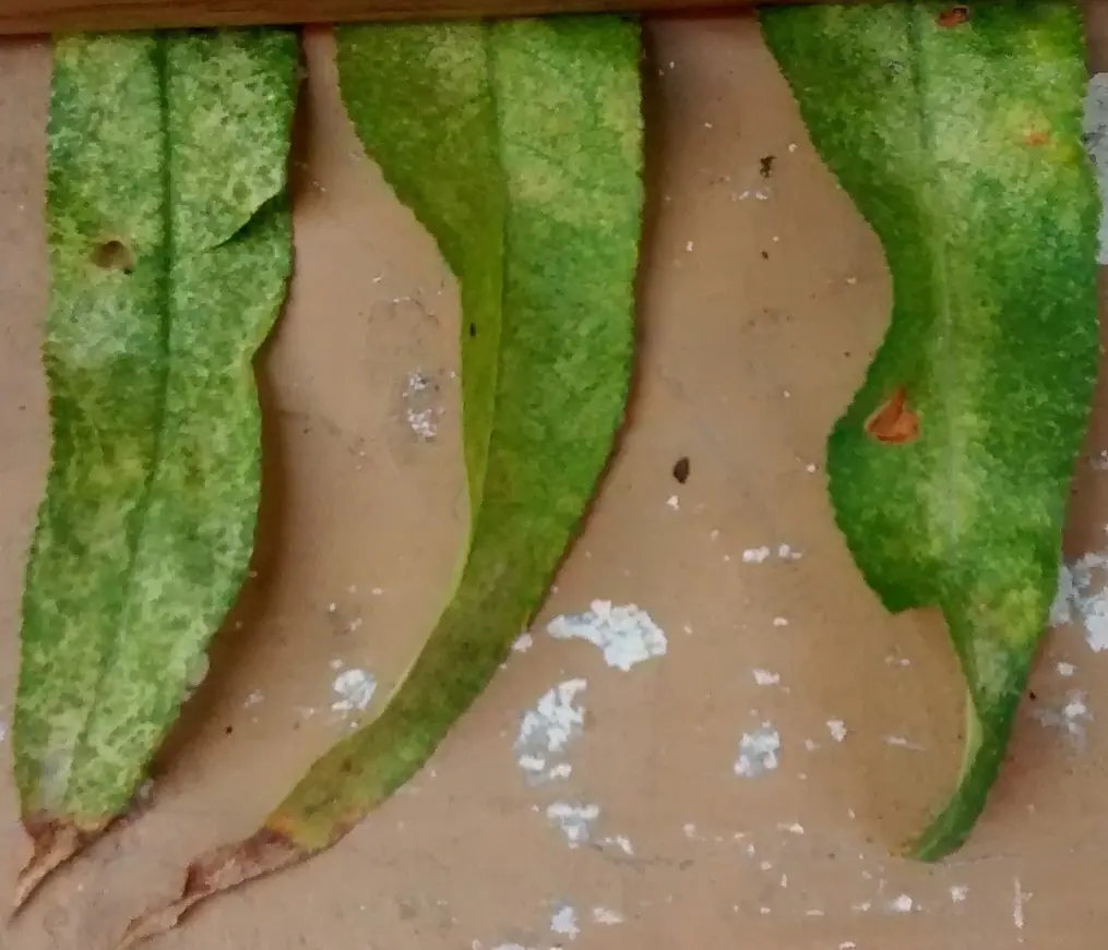 Duraznero