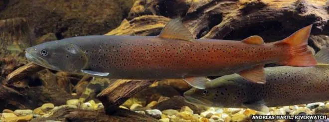 El salmón que llega a ser tan grande como una persona