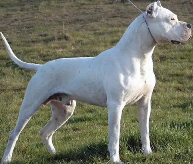 Dogo Argentino