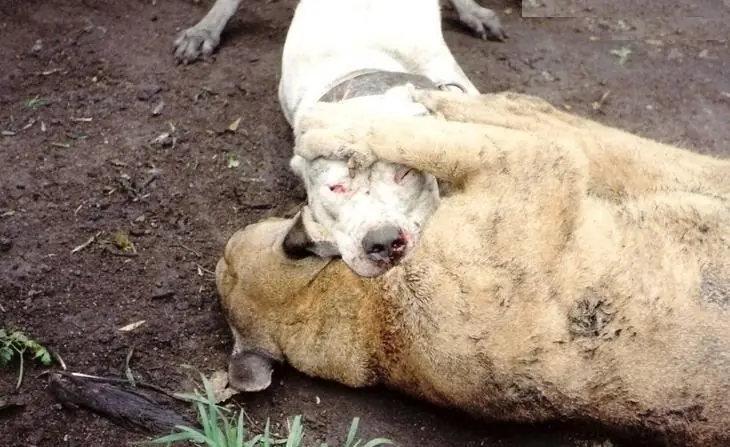 Dogo Argentino