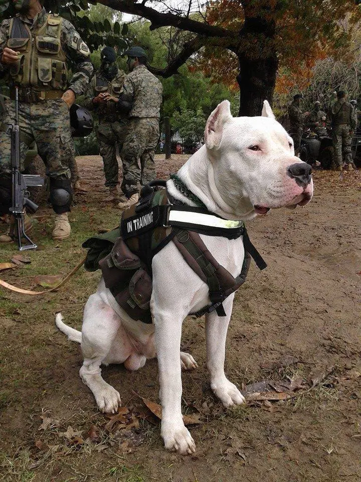 Dogo Argentino