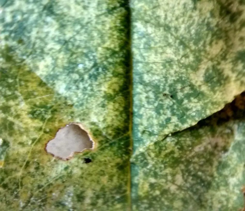 Hojas marchitas