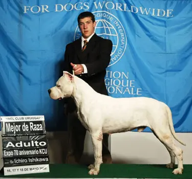 Dogo Argentino: Raza de guerreros.