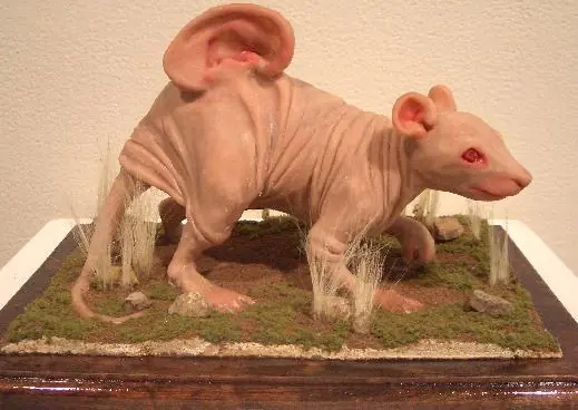 la oreja la oreja