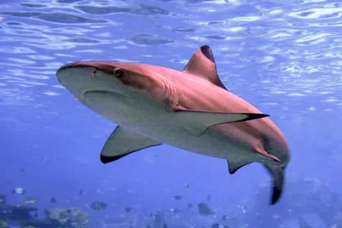 ¿Sabías Que? Los tiburones son inmunes a