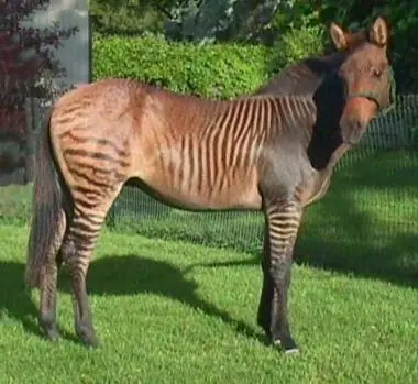 Animales