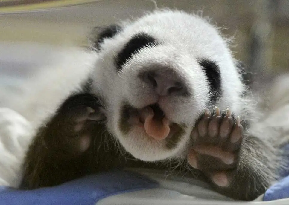 PANDITAS