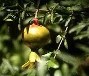 profecias de rasputin