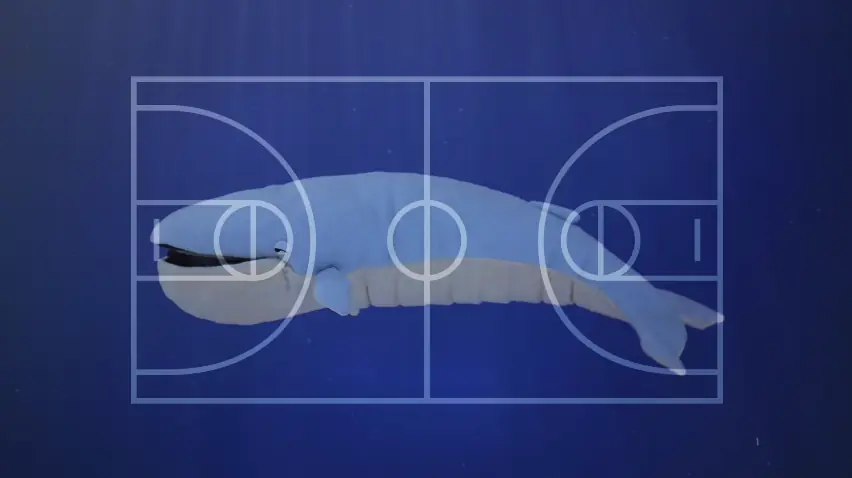 Ballenas: No pueden comer siquiera un trozo de pan