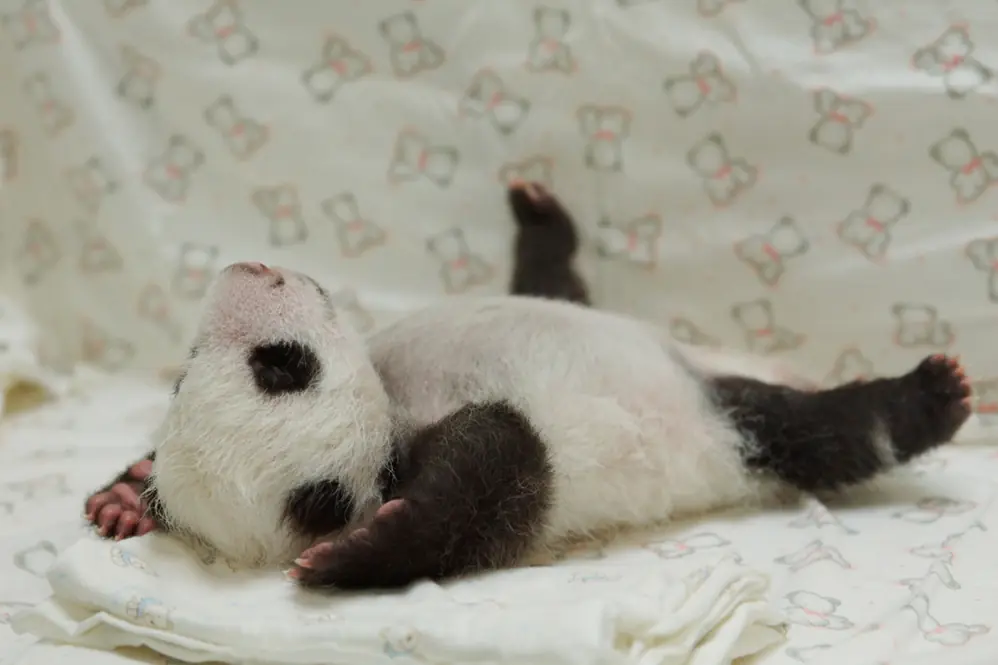 Mei Xiang