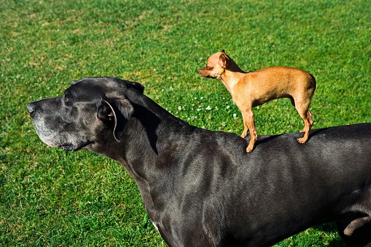 Animales Hibridos...