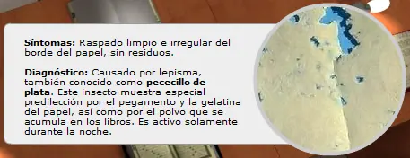 bichos