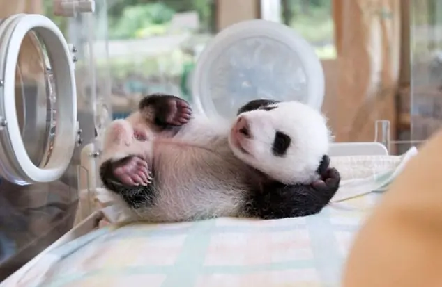 TIERNO