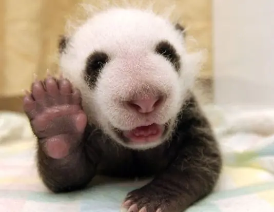 [Video] Tierno momento en que da a luz una oso panda