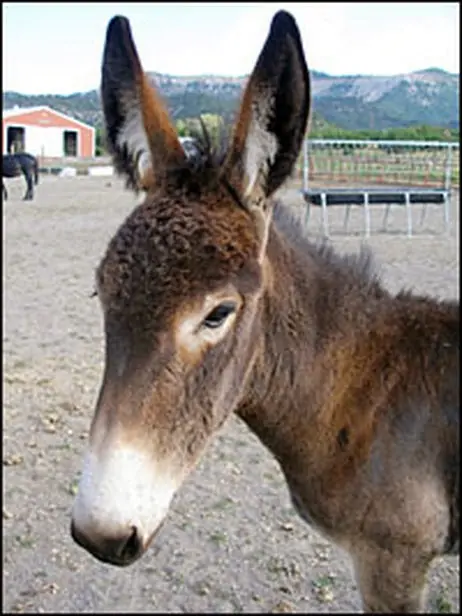 Animales Animales
