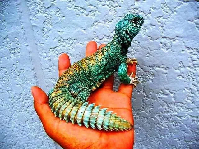 Te saco una sonrisa , Pasa (5)