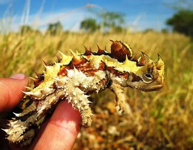 Te saco una sonrisa , Pasa (5)