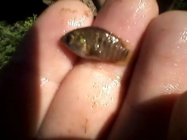 Mirá lo que pesco en una alcantarilla no es joda (7) [fotos