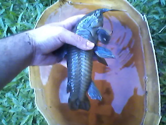 Mirá lo que pesco en una alcantarilla no es joda (7) [fotos