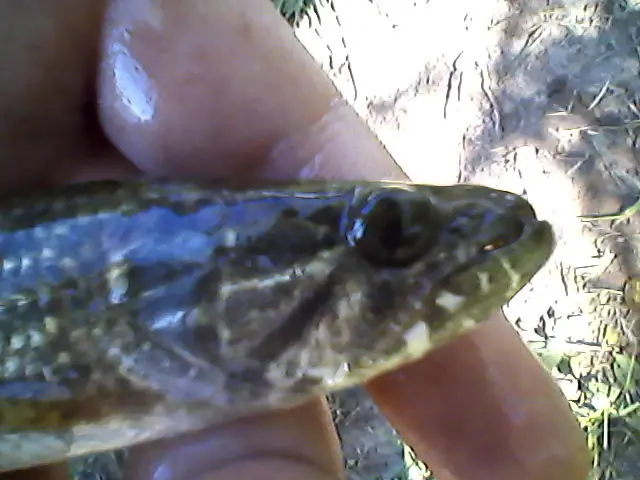 hoplosternum littorale