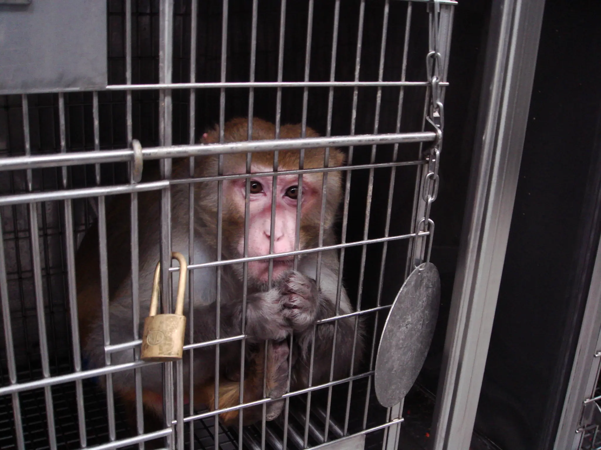 experimento de los 5 monos