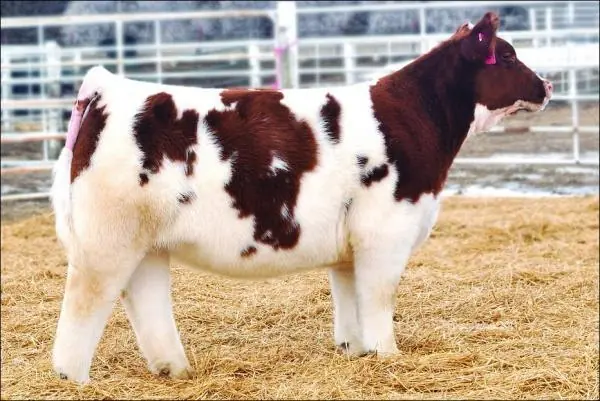 animales extranos
