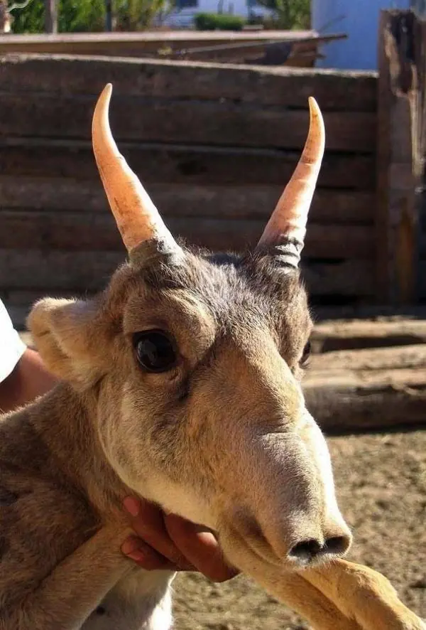 animales extintos