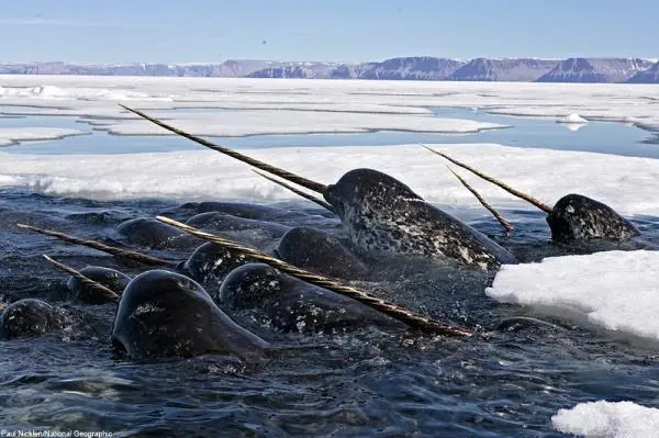 animales extintos
