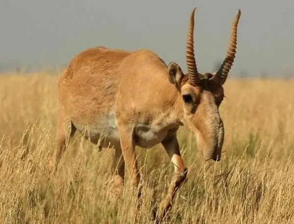 Queres ver animales extraños y sus parecidos? Entrá lince