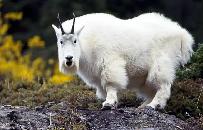 Queres ver animales extraños y sus parecidos? Entrá lince