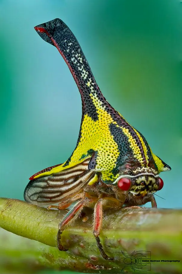 animales extintos