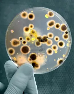 agar