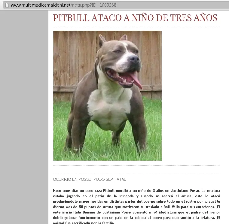 El sangriento negocio de los Pitbull's