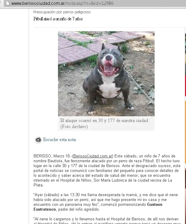 pitbull