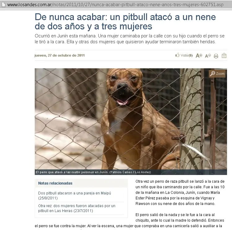El sangriento negocio de los Pitbull's