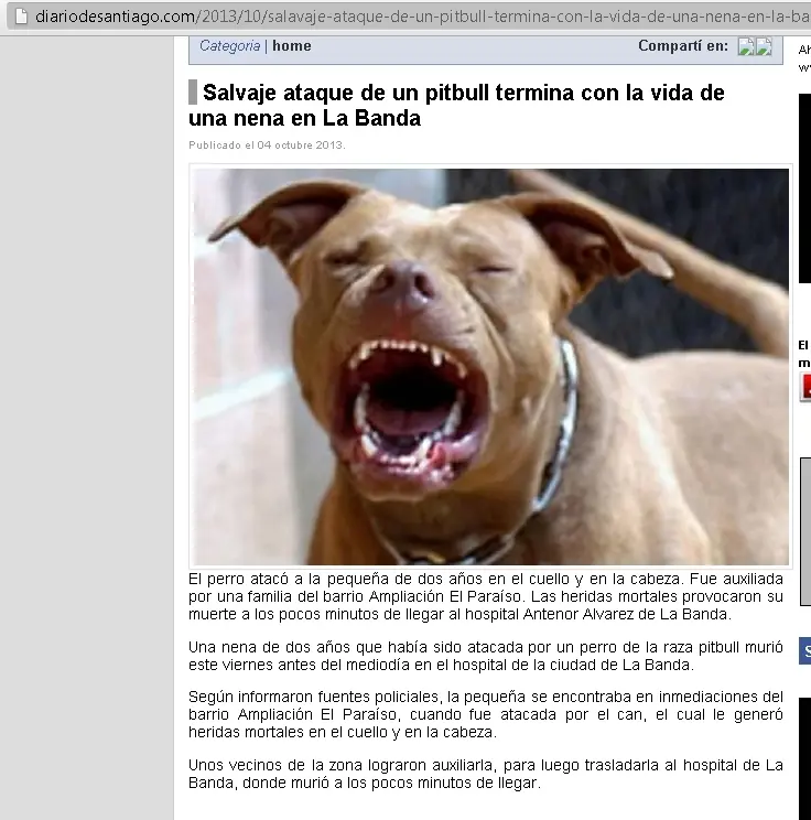 El sangriento negocio de los Pitbull's