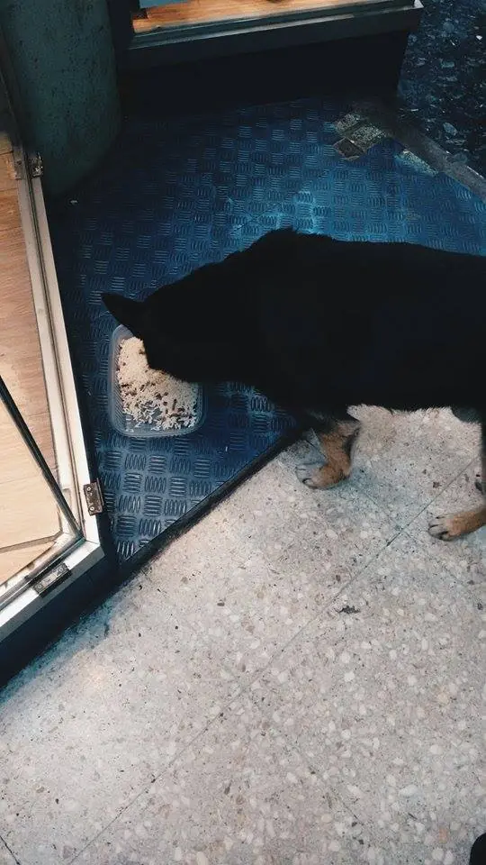 perros