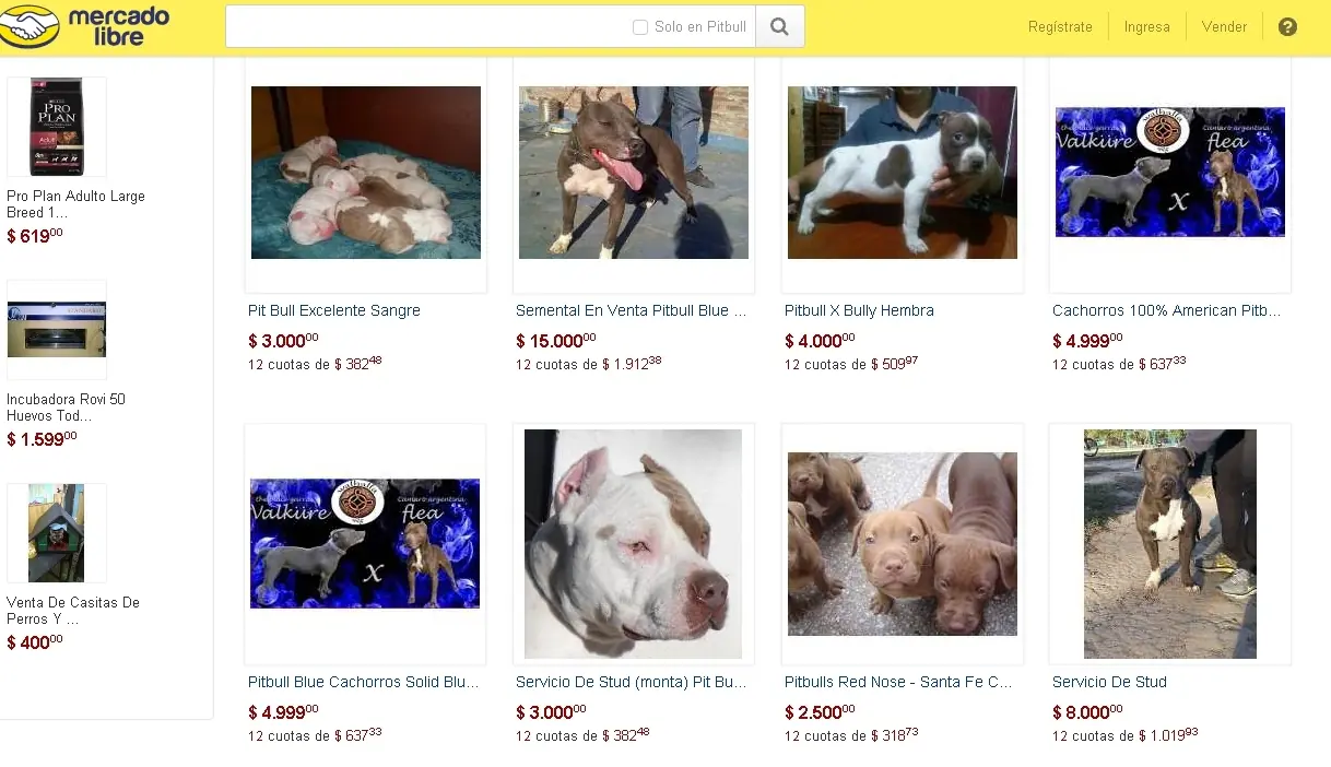 El sangriento negocio de los Pitbull's